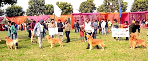Dog Competition